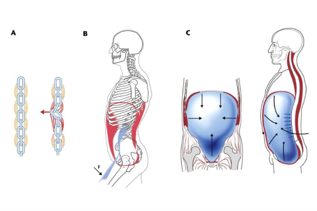 動態神經肌肉穩定術Dynamic Neuromuscular Stabilization, DNS
